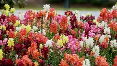 A boca-de-leão florescerá abundantemente durante todo o verão: guia completo