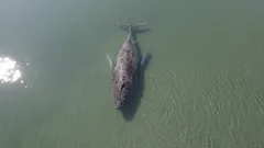 Por que não foi possível salvar a baleia Timmy: a tragédia no Mar Báltico