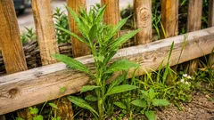 Onde o aparador não chega: métodos eficazes para combater as ervas daninhas junto à cerca