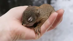 Como salvar um pequeno esquilo sem lhe causar danos: três etapas essenciais