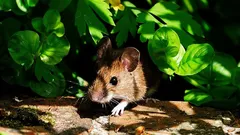 Os ratos detestam estas plantas acima de tudo: uma proteção simples para o jardim