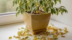 O ficus não cresce? A verdadeira razão que 90% dos cultivadores ignoram