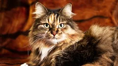 O mito do «×7» já está ultrapassado — eis como se calcula realmente a idade dos gatos