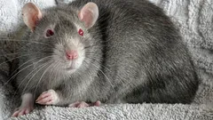 Ratos em casa: problemas para os quais ninguém está preparado