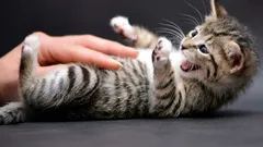 O gato mostra a barriga e morde: um sinal oculto que quase toda a gente interpreta mal