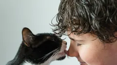 Hábitos felinos: por que é que lamber não é apenas uma demonstração de carinho